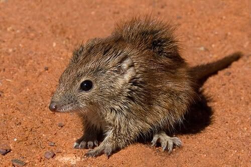 Cute little Red Kaluta